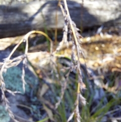 Lepidosperma laterale at Chiltern-Mt Pilot National Park - 13 Apr 2024 02:00 PM