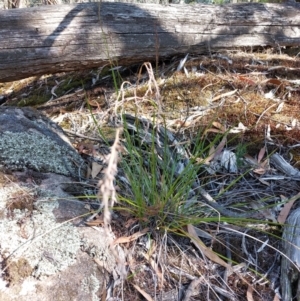 Lepidosperma laterale at Chiltern-Mt Pilot National Park - 13 Apr 2024 02:00 PM