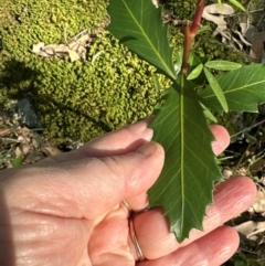 Myrsine howittiana (Brush Muttonwood) at Kangaroo Valley, NSW - 14 Apr 2024 by lbradley