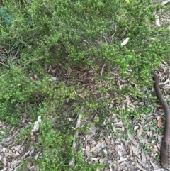 Leucopogon juniperinus at Kangaroo Valley, NSW - 14 Apr 2024