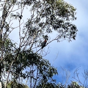 Callocephalon fimbriatum at QPRC LGA - 14 Apr 2024