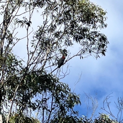 Callocephalon fimbriatum (Gang-gang Cockatoo) at Harolds Cross, NSW - 14 Apr 2024 by courtneyb