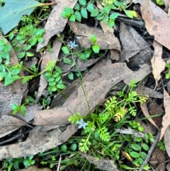 Lobelia pedunculata (Matted Pratia) at QPRC LGA - 14 Apr 2024 by courtneyb