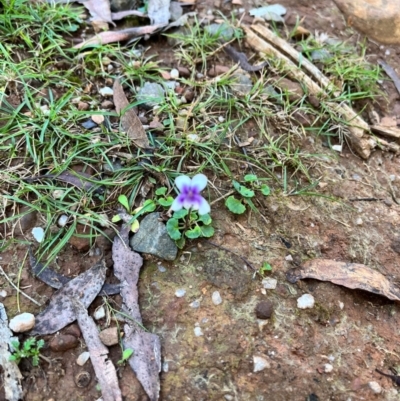 Viola hederacea (Ivy-leaved Violet) at Harolds Cross, NSW - 14 Apr 2024 by courtneyb