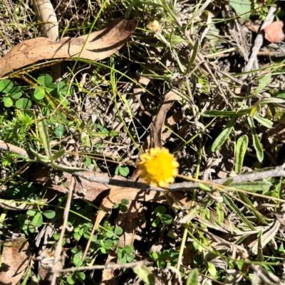 Coronidium sp. at Tallaganda State Forest - 14 Apr 2024 by courtneyb