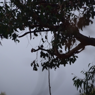 Unidentified Small (Robin, Finch, Thornbill etc) at Greenleigh, NSW - 15 Mar 2024 by LyndalT