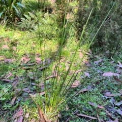 Juncus sp. (A Rush) at Tallaganda State Forest - 14 Apr 2024 by courtneyb