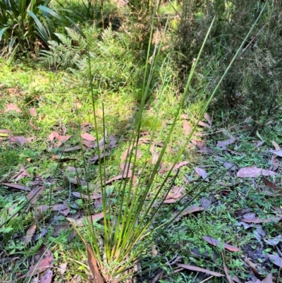 Juncus sp. (A Rush) at QPRC LGA - 14 Apr 2024 by courtneyb