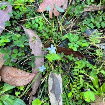 Lobelia pedunculata (Matted Pratia) at Tallaganda State Forest - 14 Apr 2024 by courtneyb
