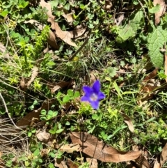Wahlenbergia sp. (Bluebell) at Tallaganda State Forest - 14 Apr 2024 by courtneyb