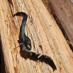 Caenoplana spenceri (Spencer's flatworm) at Tallaganda State Forest - 14 Apr 2024 by CosmicWattle1