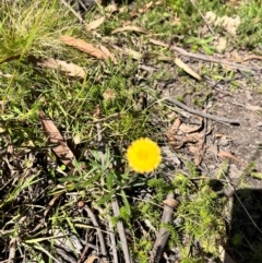 Coronidium monticola (Mountain Button Everlasting) at Tallaganda State Forest - 14 Apr 2024 by courtneyb