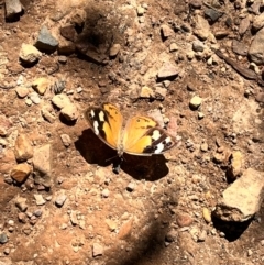 Heteronympha merope (Common Brown Butterfly) at Tallaganda State Forest - 14 Apr 2024 by courtneyb