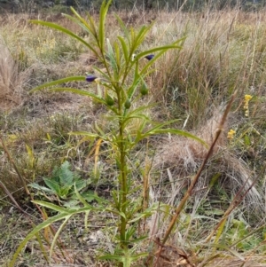 Solanum linearifolium at Ainslie, ACT - 14 Apr 2024