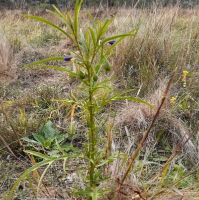 Solanum linearifolium (Kangaroo Apple) at Ainslie volcanic grassland - 13 Apr 2024 by annmhare