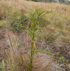 Solanum linearifolium at Ainslie, ACT - 14 Apr 2024