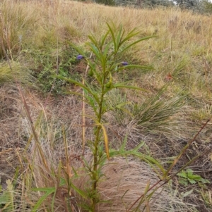 Solanum linearifolium at Ainslie, ACT - 14 Apr 2024