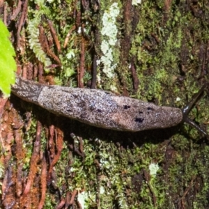 Cystopelta purpurea at Seaview, VIC - 25 Nov 2020