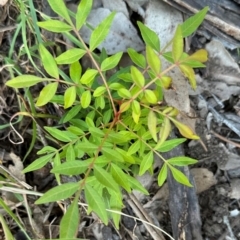 Pistacia chinensis at Kangaroo Valley, NSW - 14 Apr 2024 by lbradley