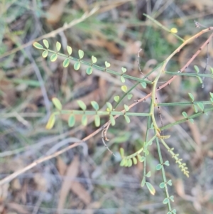 Indigofera adesmiifolia at Farrer Ridge - 14 Apr 2024 04:42 PM