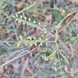 Indigofera adesmiifolia at Farrer Ridge - 14 Apr 2024