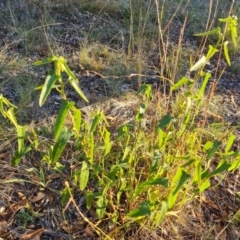 Pavonia hastata (Spearleaf Swampmallow) at Farrer, ACT - 14 Apr 2024 by Mike