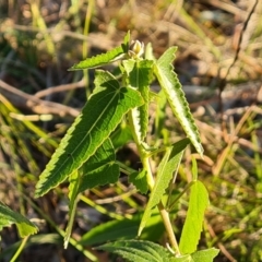 Pavonia hastata at Farrer Ridge - 14 Apr 2024