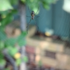 Leucauge dromedaria (Silver dromedary spider) at Florey, ACT - 14 Apr 2024 by rbannister