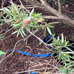 Ptilonorhynchus violaceus (Satin Bowerbird) at Duffy, ACT - 12 Apr 2024 by HelenaWalker