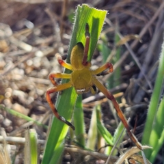 Neosparassus patellatus (Tasmanian Badge Huntsman) at QPRC LGA - 14 Apr 2024 by MatthewFrawley