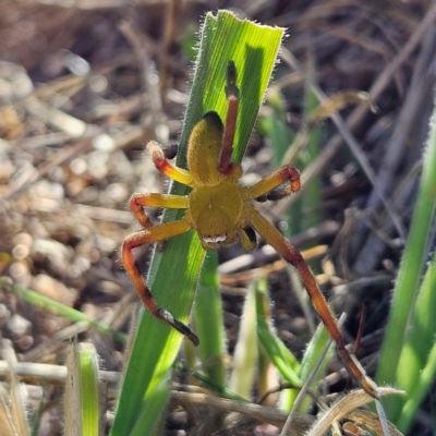 Neosparassus patellatus (Tasmanian Badge Huntsman) at Braidwood, NSW - 14 Apr 2024 by MatthewFrawley