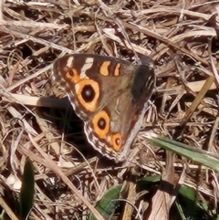 Junonia villida (Meadow Argus) at Braidwood, NSW - 14 Apr 2024 by MatthewFrawley