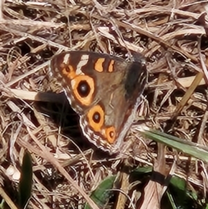 Junonia villida at QPRC LGA - 14 Apr 2024