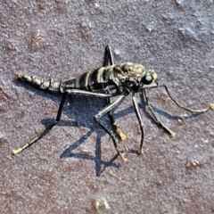 Boreoides subulatus at Hawker, ACT - suppressed