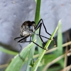 Boreoides subulatus at Hawker, ACT - suppressed