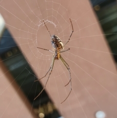 Leucauge dromedaria (Silver dromedary spider) at Yass River, NSW - 14 Apr 2024 by SenexRugosus