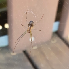 Leucauge dromedaria at Rugosa - 14 Apr 2024 10:21 AM