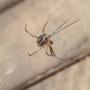 Leucauge dromedaria at Rugosa - 14 Apr 2024 10:21 AM