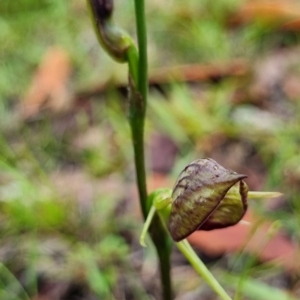 Cryptostylis erecta at Termeil, NSW - suppressed