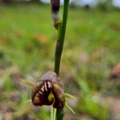Cryptostylis erecta at Termeil, NSW - suppressed