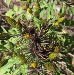 Bidens subalternans (Greater Beggars Ticks) at Hawker, ACT - 12 Apr 2024 by pinnaCLE