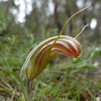 Diplodium truncatum (Little Dumpies, Brittle Greenhood) at Marulan, NSW - 8 Apr 2024 by RobG1