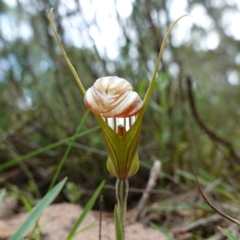 Diplodium truncatum at Marulan, NSW - suppressed