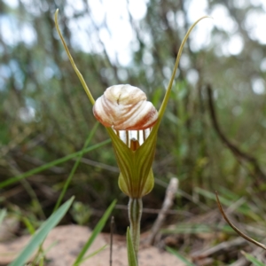 Diplodium truncatum at Marulan, NSW - suppressed