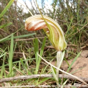 Diplodium truncatum at Marulan, NSW - suppressed