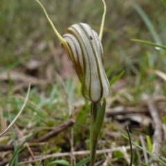 Diplodium truncatum at Marulan, NSW - suppressed