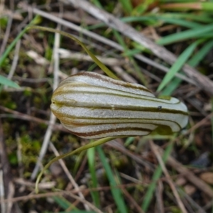 Diplodium truncatum at Marulan, NSW - suppressed