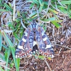 Apina callisto (Pasture Day Moth) at Googong, NSW - 11 Apr 2024 by WalkYonder