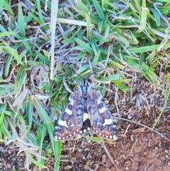 Apina callisto at QPRC LGA - 11 Apr 2024 03:05 PM