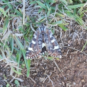 Apina callisto at QPRC LGA - 11 Apr 2024 03:05 PM